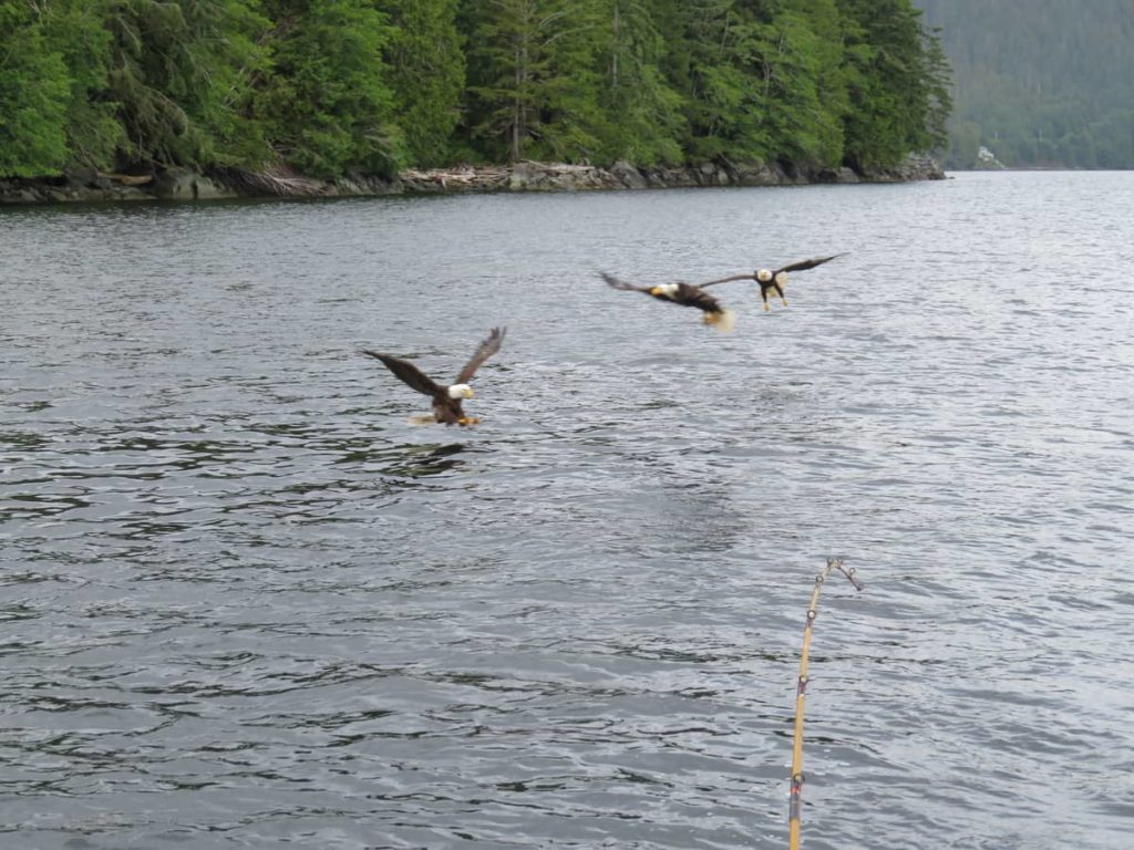 Alaska, Fishing, Salmon, Bald Eagles