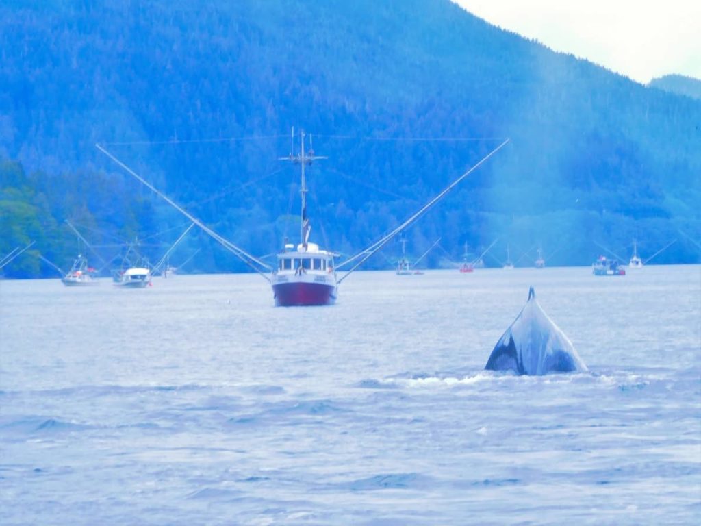 Alaska, Cruise, Fishing, Whale Watching, Whales