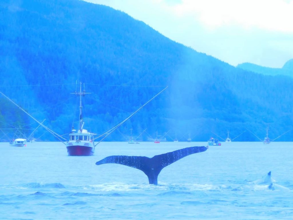 Alaska, Fishing, Salmon, Cruise, Whale Watching, Whales