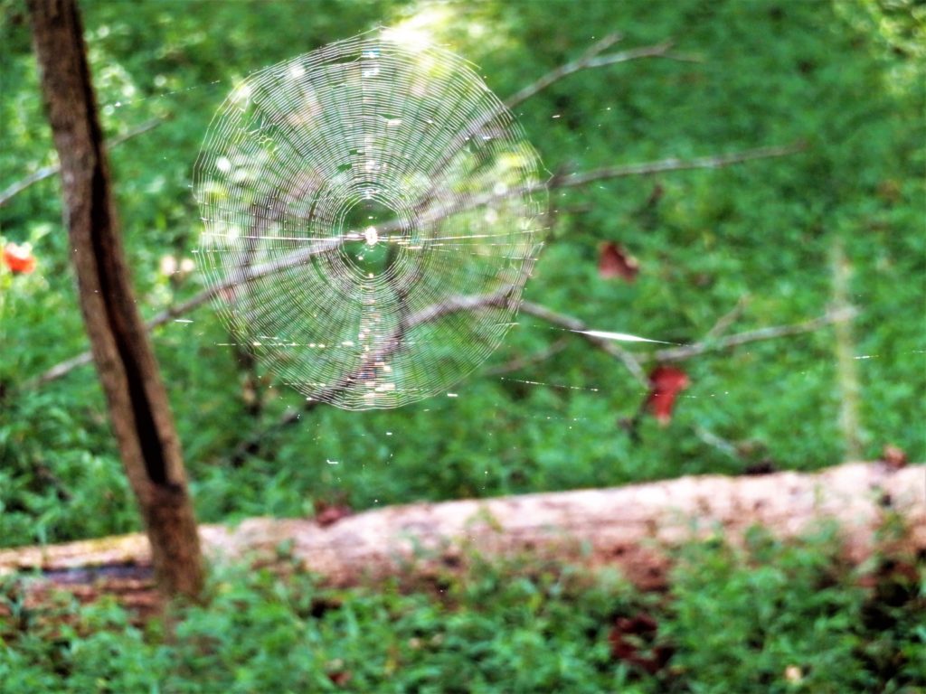 Spider web at Red Top Mountain, OurTravelCafe.com