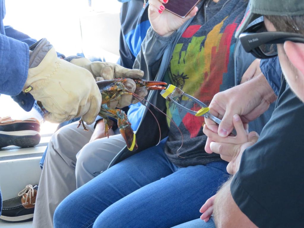 Banding lobster claws on Lulu Lobster Boat. OurTravelCafe.com