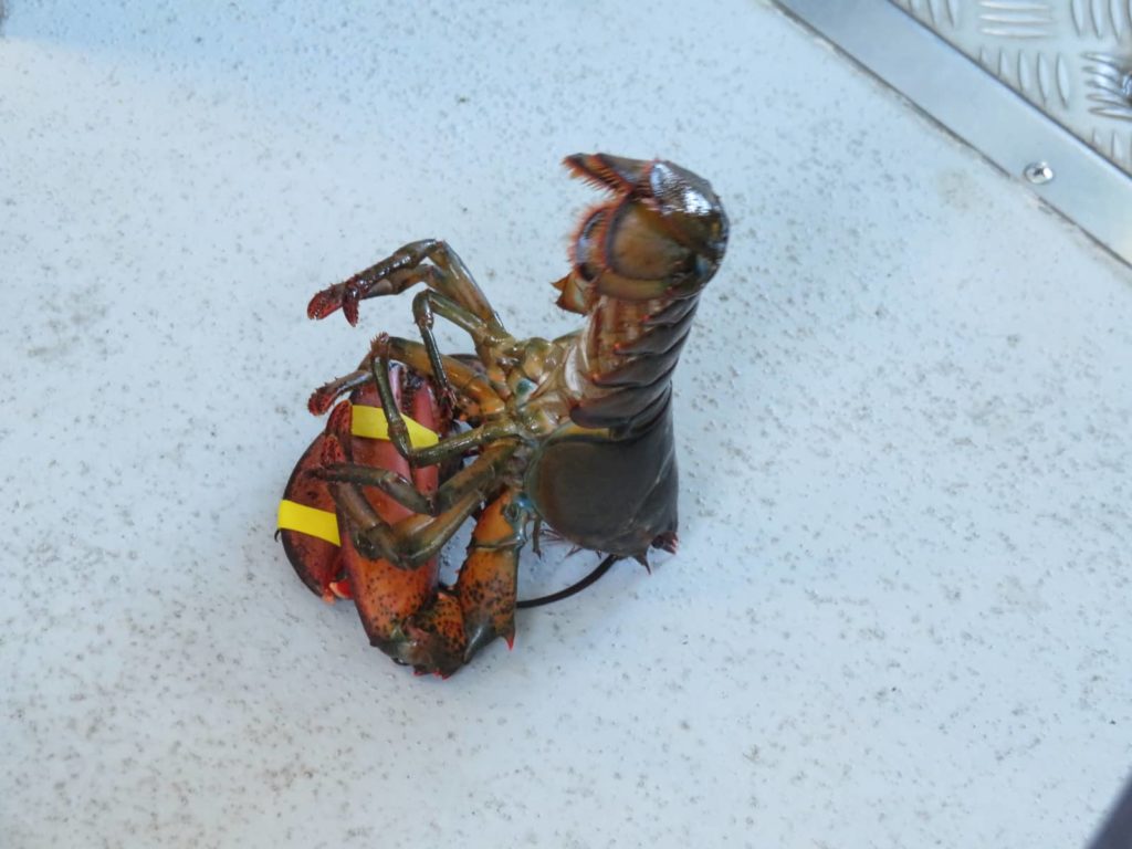 Lobster doing head stands on Lulu Lobster Boat. OurTravelCafe.com