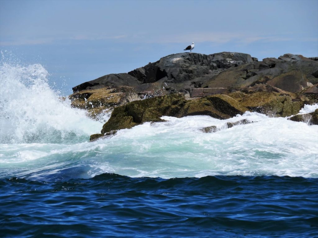 Lone bird on Egg Rock Island, Bar Harbor, ME. OurTravelCafe.com