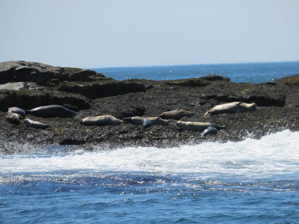 Lulu Lobster Tour Seals on Egg Rock Island