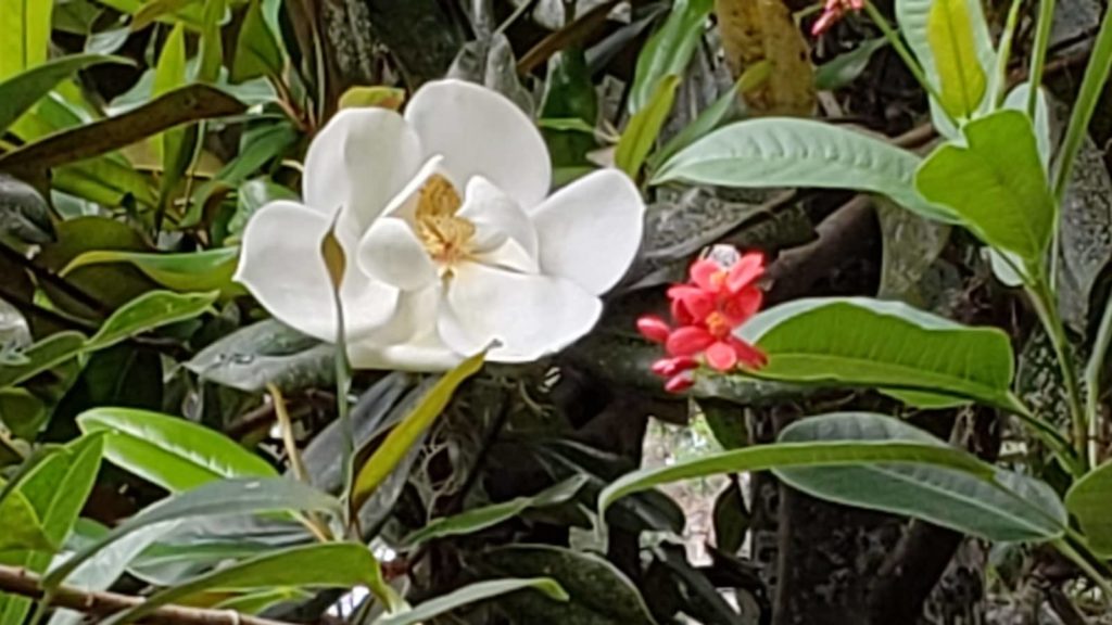Flowers bloom at Henry Leu Botanical Gardens in Orlando