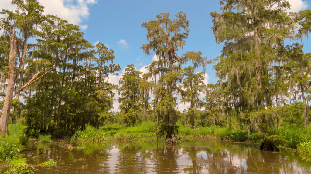 Tall cypress trees are a perfect place for swamp ghost and monster stories. OurTravelCafe.com