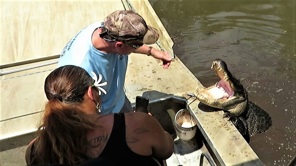 Large alligator climbs aboard air boat during Louisiana swamp tour. OurTravelCafe.com