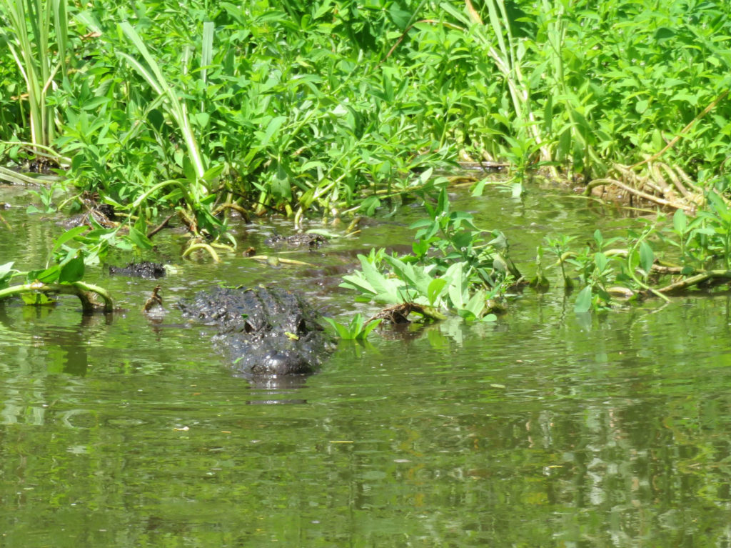 Large alligator approaches an air boat on a Louisiana swamp tour. OurTravelCafe.com