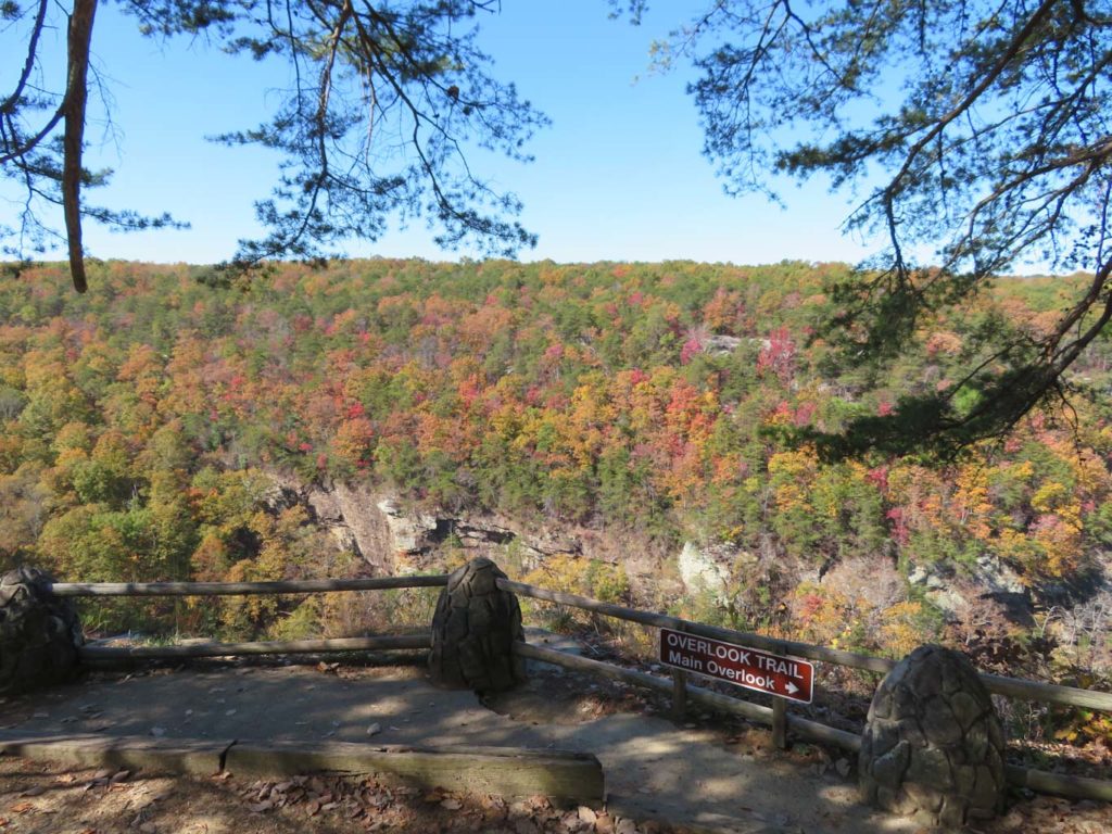 Colorful fall trees in Cloudland Canyon