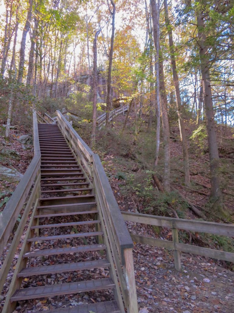 Wooden stairs on a forest trail at Cloudland Canyon State Park