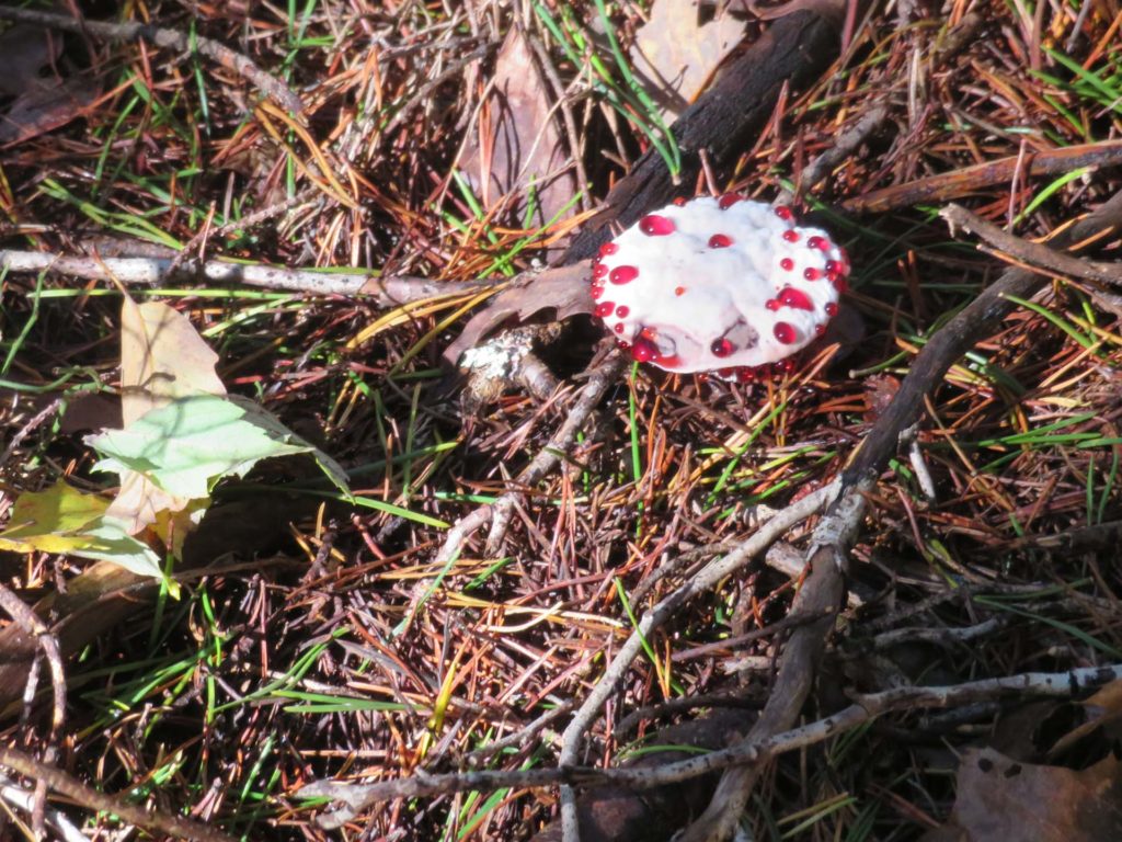 Red and white toadstools on a forest floor