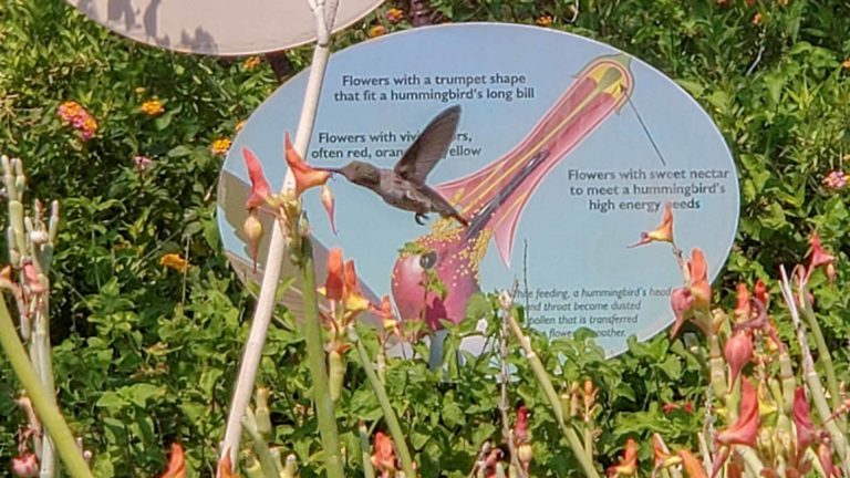 Hummingbird flying in front of an information sign